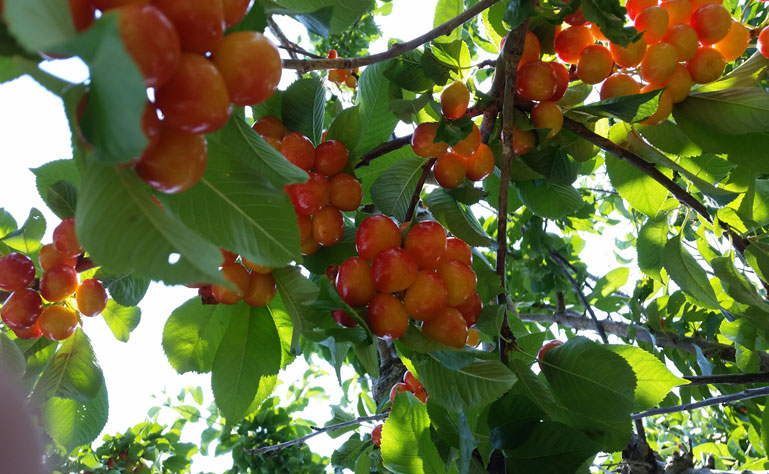 Fruit trees