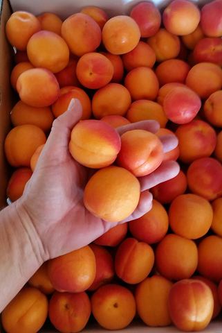 Apricots in hand small