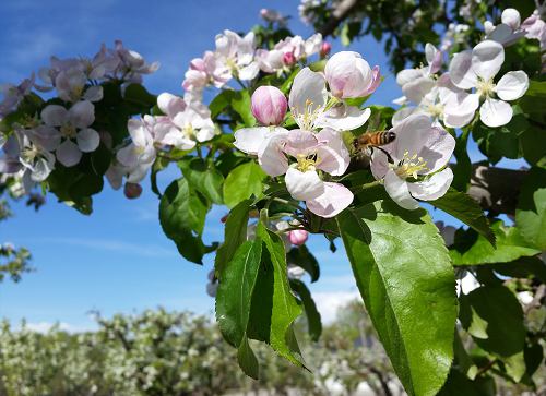 Blossoms of all Colors